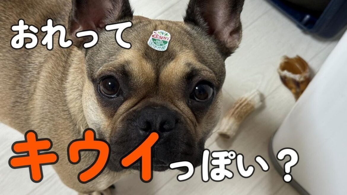 【フレンチブルドッグ】フォーンってキウイっぽい？