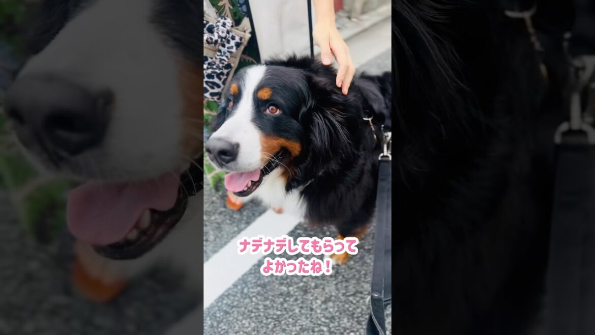嬉しい‼️ナデナデされるとゴロゴロするバーニーズ🐾