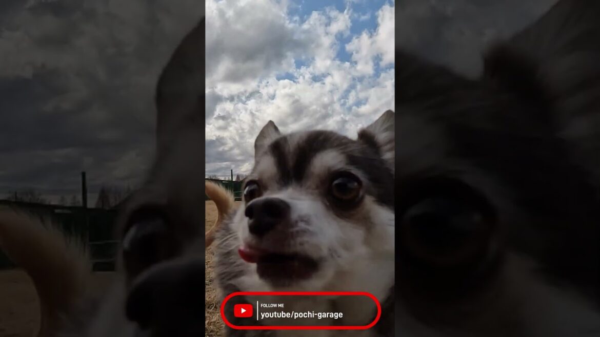 スムースコートチワワ みんなを呼んでもちび太くんは来ないの巻 #Shorts #dogvideos