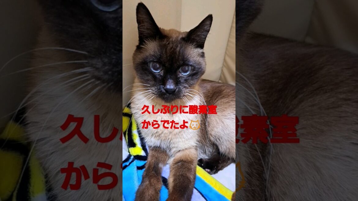 酸素室からでてみた🐱#shorts #シャム
