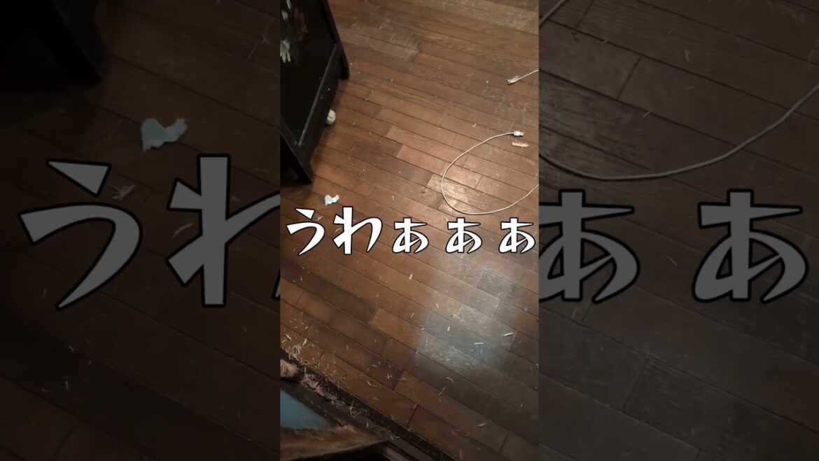 オフライン 前編 #ボクサー犬 #犬のいる生活 #大型犬のいる生活 #コント #ペット #面白集 #いぬ #面白い