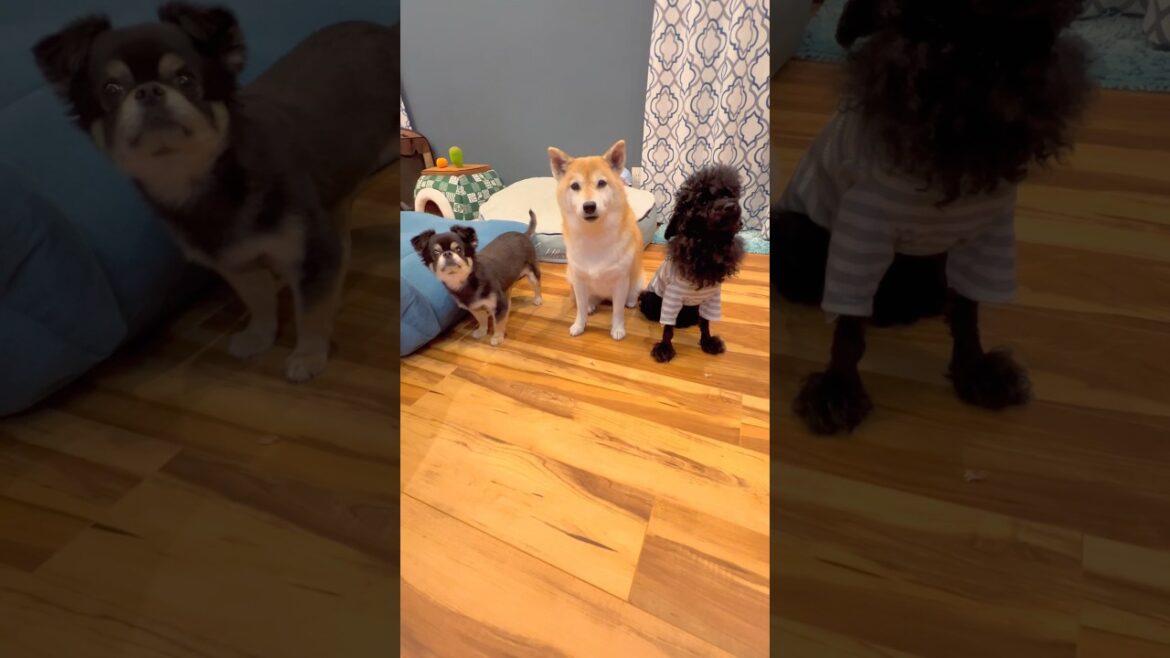 久しぶりの待て対決🐶‼️#柴犬 #チワワ #shorts