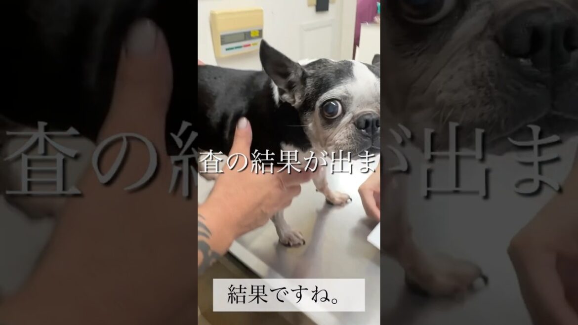 悪性黒色腫でした。　#ボストンテリア #フレンチブルドッグ #うめ #bostonterrier #いぬのいる暮らし #闘病 #悪性黒色腫 #メラノーマ