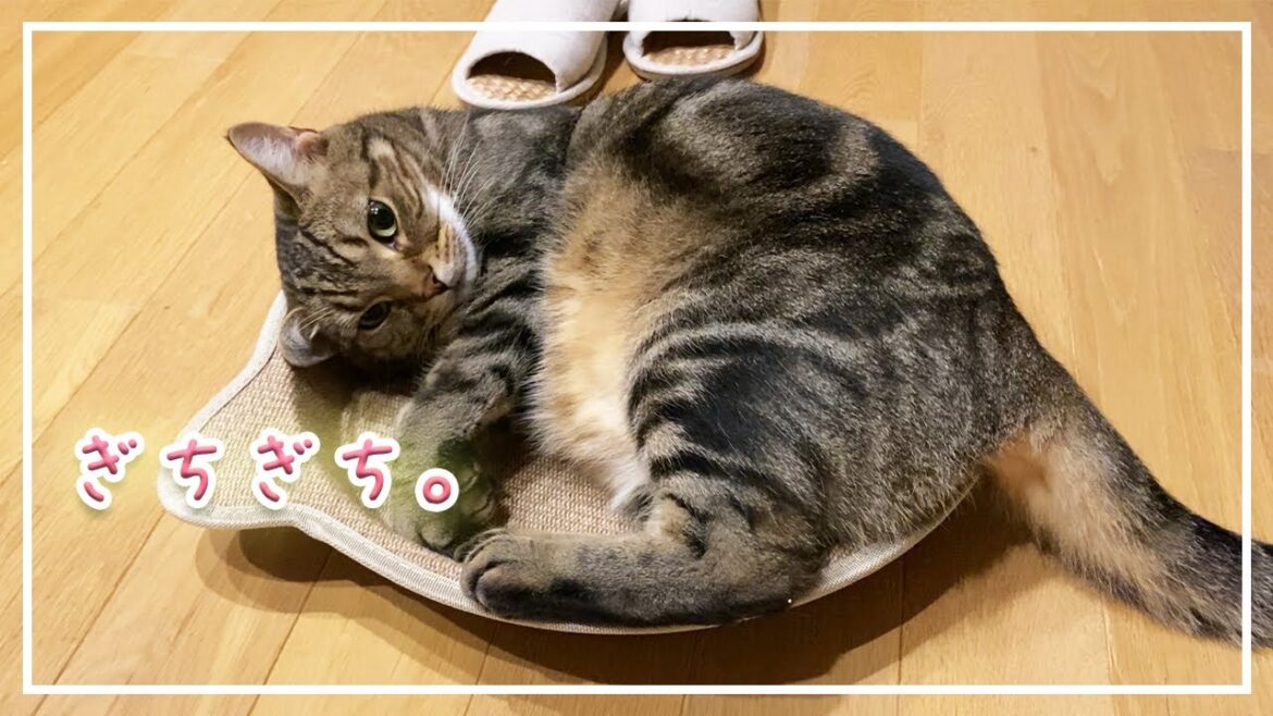 【ほっけ】絶対にやると思った!笑【アメショ】#猫 【ほっけ】絶対にやると思った!笑【アメショ】#猫