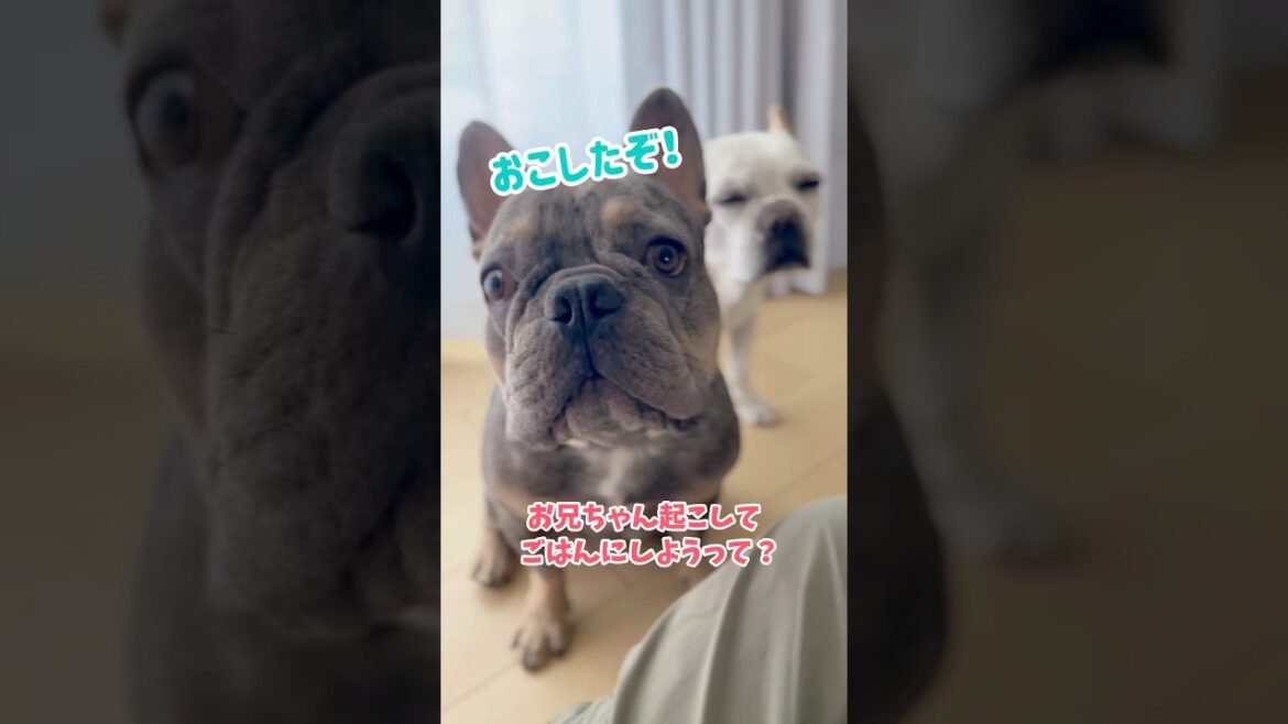 言われる前に兄を起こす弟 #shorts