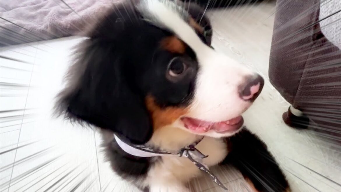 【子犬お迎え】バーニーズの子犬を家族に迎えました! 【子犬お迎え】バーニーズの子犬を家族に迎えました!