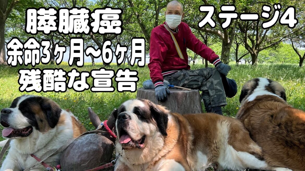 セントバーナード飼い主が突然膵臓癌ステージ4で、余命3ヶ月〜6ヶ月の宣告を受けました。セントバーナードもも・とと・ららといつまで一緒にいられるか不安が募ります。