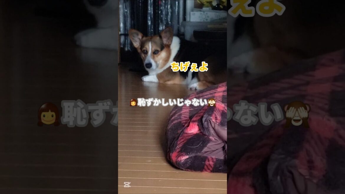 【再ＵＰ】ツンデレかな？笑#コーギー#コーギー犬#コーギーのいる暮らし#corgi#corgilife#shorts