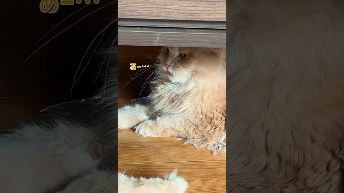 ネッコ「ごめんて…」【サイベリアン・ずんだ・こしあん】 #shorts #サイベリアン #猫 #お尻 #喧嘩