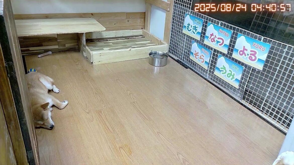 柴犬なつ!子育て生配信【生後348日】柴道をゆく。 柴犬なつ!子育て生配信【生後348日】柴道をゆく。