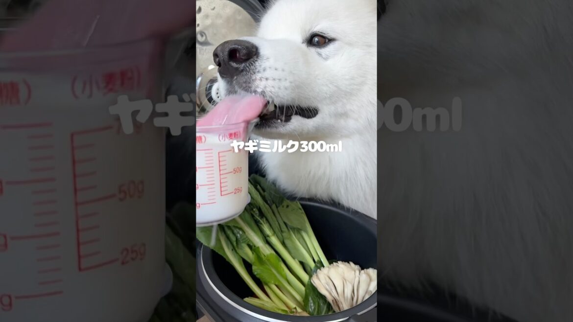 ごはん作ってる間は一緒に引っ越し準備を手伝ってくれました！