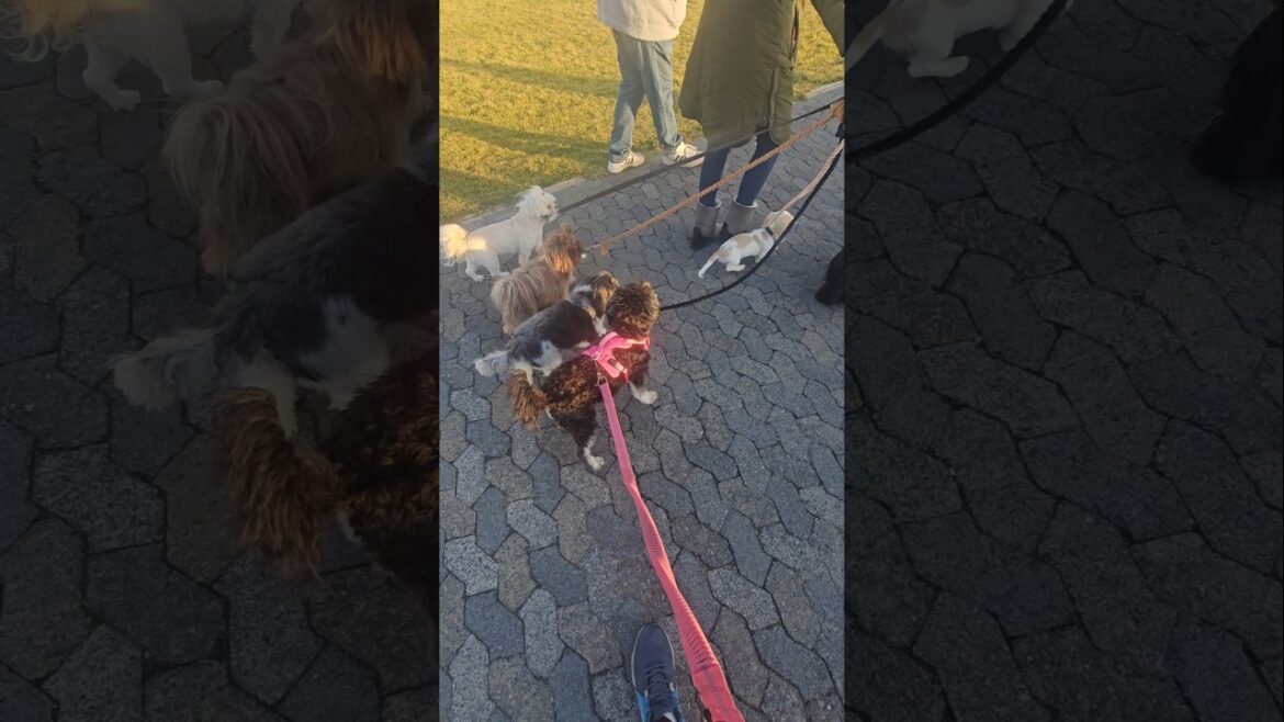 犬の散歩 ミニチュアシュナウザー シーズー ビーバー ヨーキー