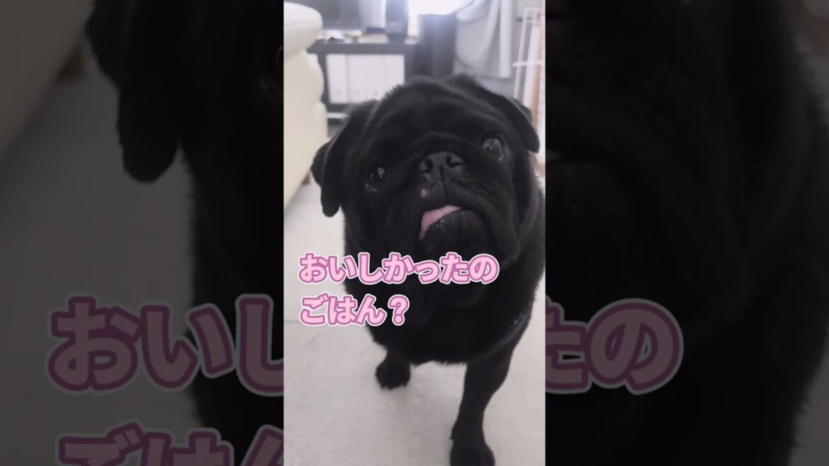 【パグ】取れないよ…これ外してよ〜　3連発！　#shorts