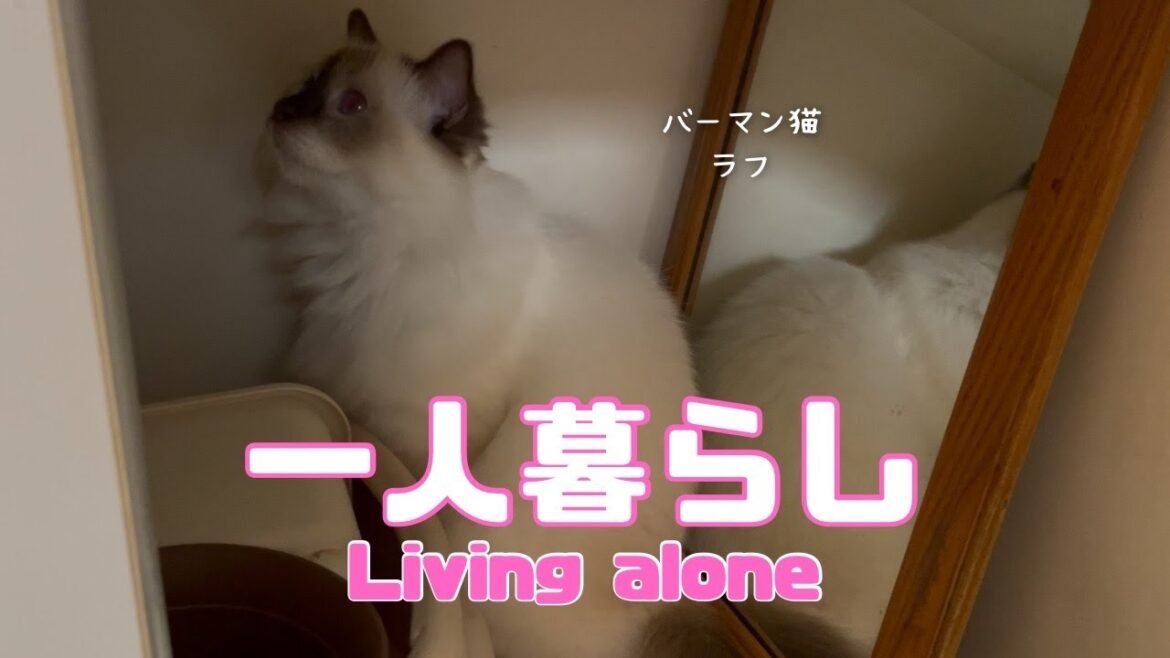 バーマン猫ラフ【一人暮らし】Living alone（バーマン猫）Birman/Cat