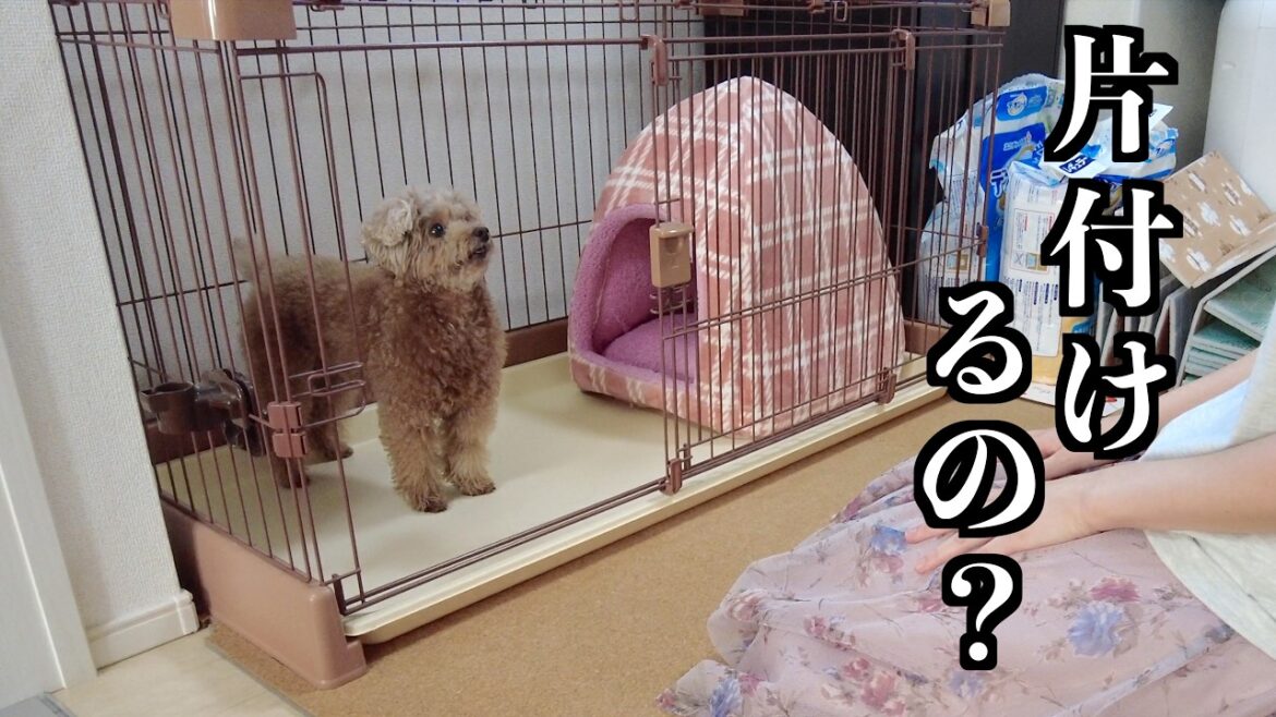 8年間使用していたお部屋を片付けようとしたら兄犬が止めに来ました【トイプードル】