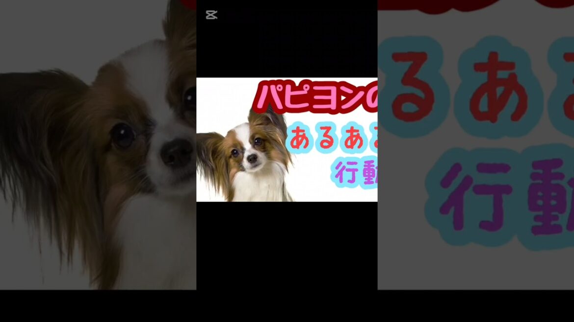 『パピヨンの飼い主さん必見』パピヨンのあるある行動
