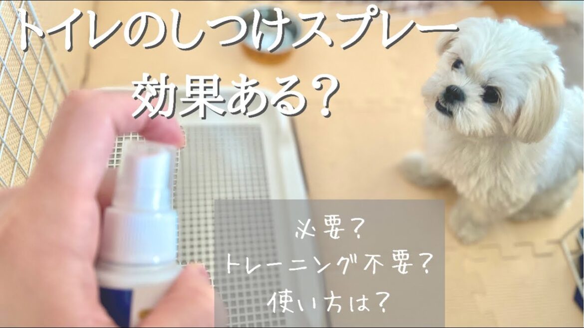 犬のトイレのしつけスプレーって効果あるの?トイレトレーニングも不要?【マルチーズ×ペキニーズ】 犬のトイレのしつけスプレーって効果あるの?トイレトレーニングも不要?【マルチーズ×ペキニーズ】