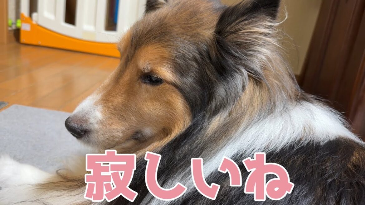 【シェルティ】寂しいね【しょんぼり瑞ちゃん】 【シェルティ】寂しいね【しょんぼり瑞ちゃん】