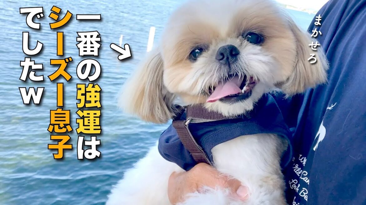 【シーズー】一番の強運は、うちのシーズー息子でした www（他 りんちゃんの毎日が春休み）【400】