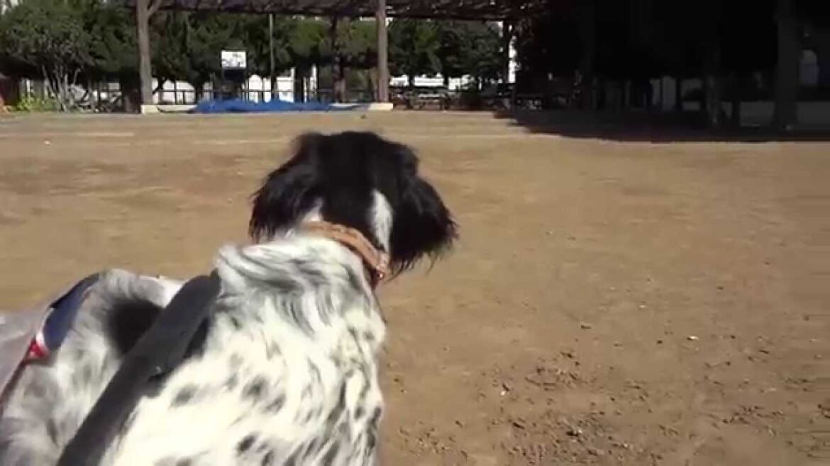 GUNDOG RESCUE CACI　セッター　グラン