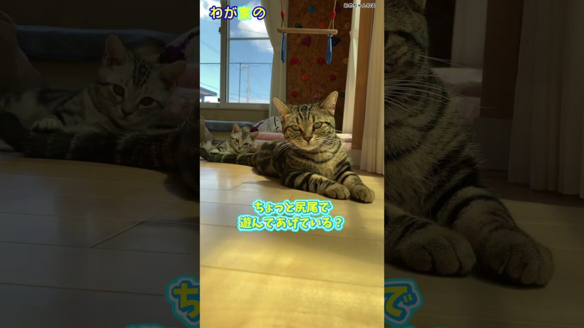 スフィンクス[我が家の猫あめちゃん]242日目