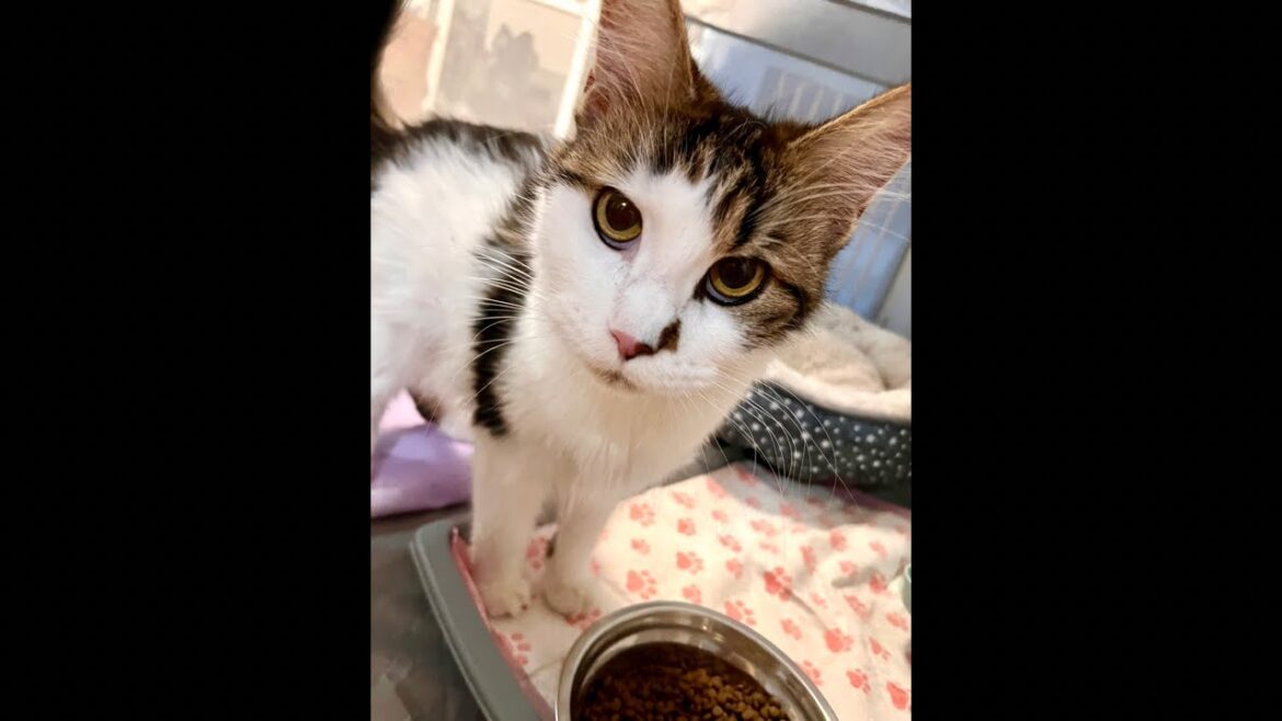 200 Days with Mama Bastet & Her Kittens: A Daily Life Livestream! 9 out of 200 200 Days with Mama Bastet & Her Kittens: A Daily Life Livestream! 9 out of 200