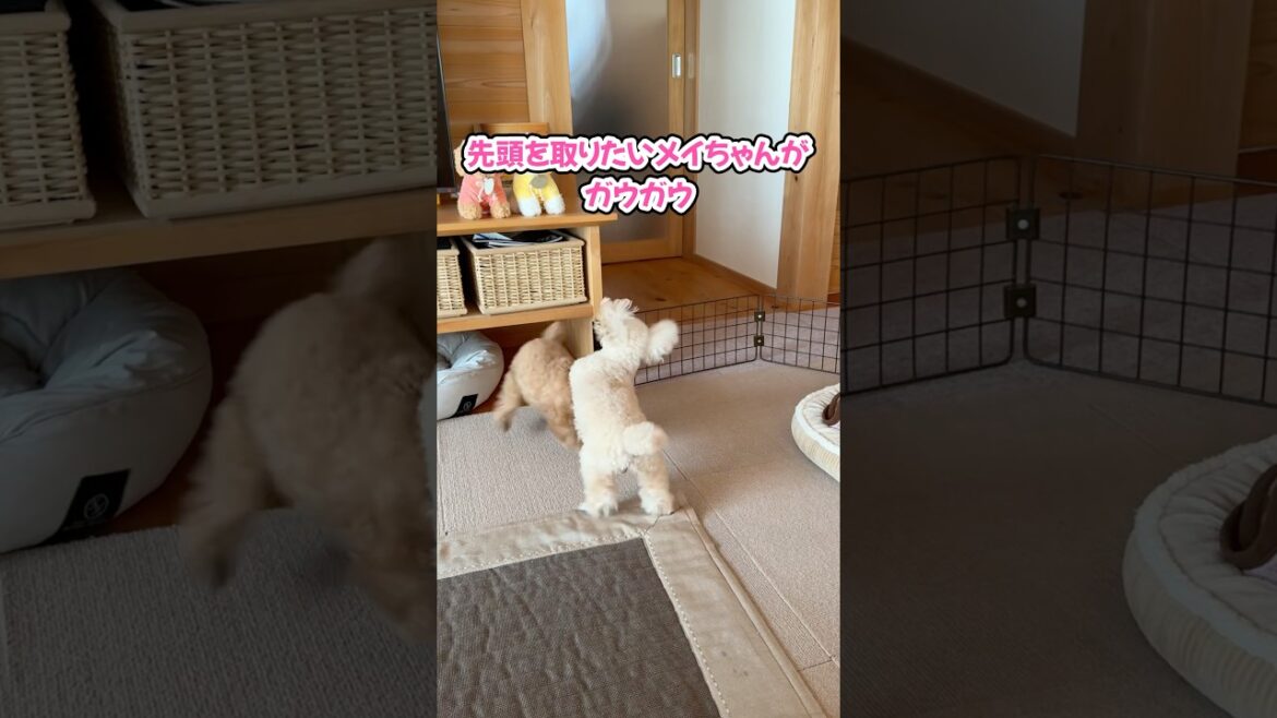 どっちが一番にお出迎えするか大喧嘩をした姉妹です #shorts #トイプードル #元保護犬