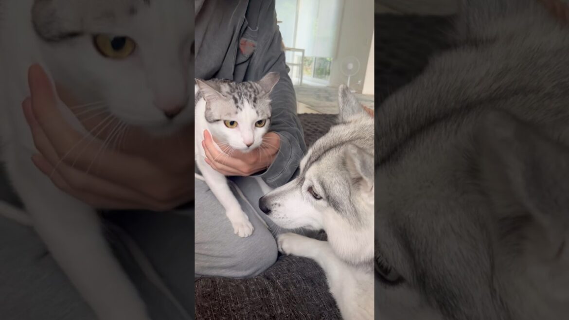 猫のことが可愛くて仕方ないハスキー #シベリアンハスキー #ハスキー #猫 猫のことが可愛くて仕方ないハスキー #シベリアンハスキー #ハスキー #猫