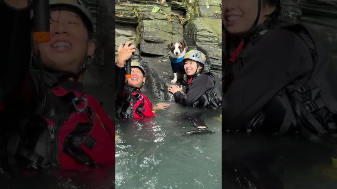 傑克羅素犬Churro二度挑戰台東達魯瑪克桑樹溪溯溪！即使是颱風過後水量變得更加強勁也難不倒我，巧遇在地溯溪團一起探訪一線天峽谷的驚險與感動 #Taromak #達魯瑪克 #桑樹溪 #溯溪 #台東
