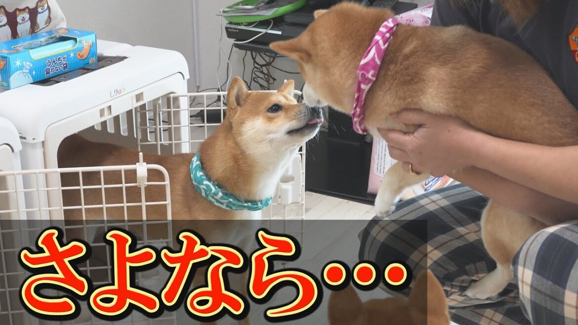 ヒートの周期が不安定な柴犬に出血を確認。隔離生活に入りました。