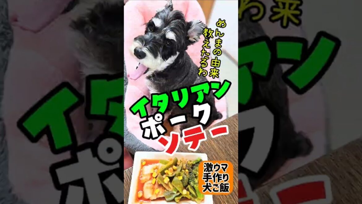 イタリアンポークソテー！メンマ本日の激ウマ手作り犬ごはん【ミニチュアシュナウザー】#めんまのへや#わんこごはん#犬のいる生活