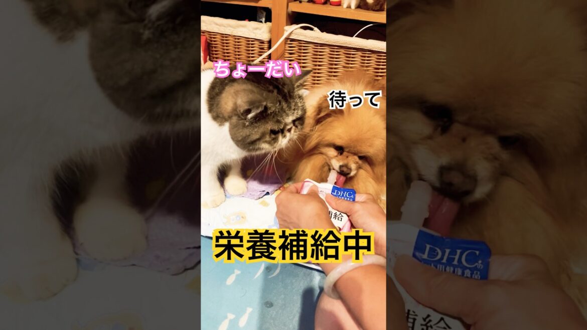 犬のおやつを欲しがる猫　#ポメラニアン #エキゾチックショートヘア #pomeranian #exoticshorthairkitten