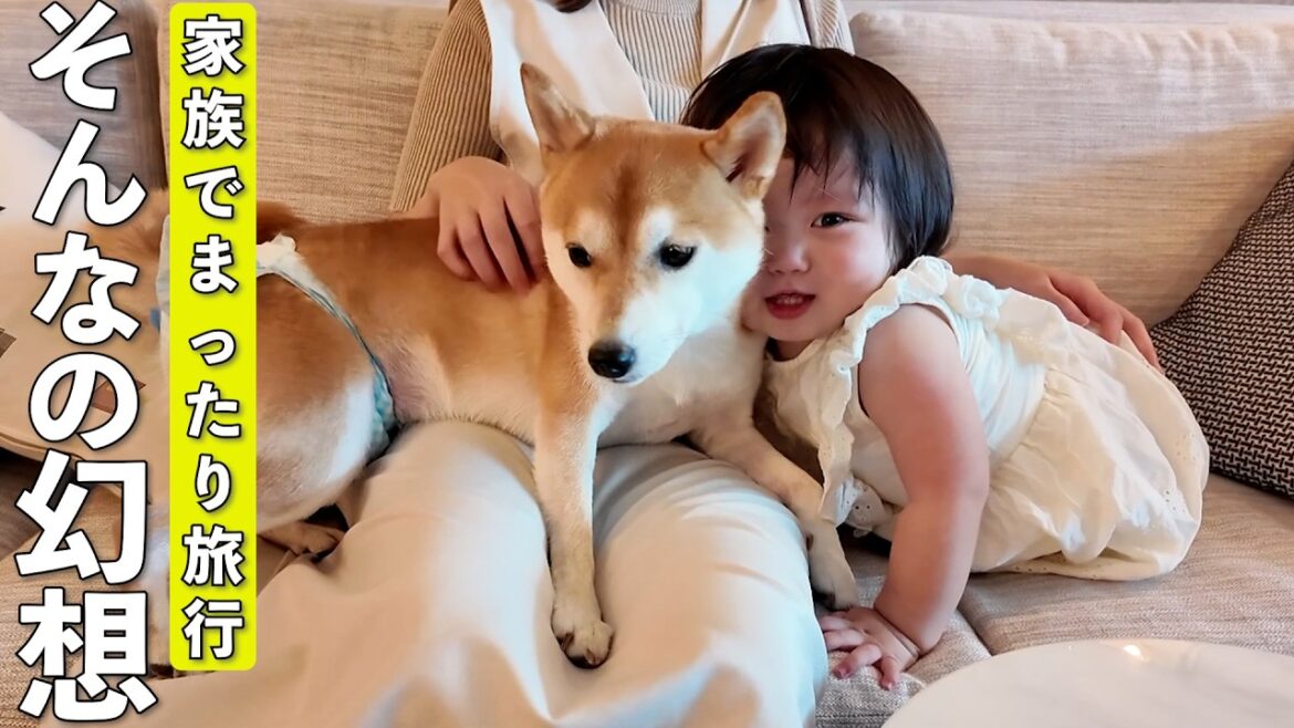 旅先でいつも以上にドタバタする柴犬と1歳児がこちらですw 旅先でいつも以上にドタバタする柴犬と1歳児がこちらですw