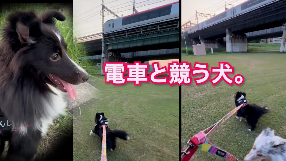 【シェルティ】電車が好きすぎて全力ダッシュの愛犬が可愛すぎたw＃シェルティ.#ブルーマール.#ミニシェルティ.＃バイブラック.＃犬のいる生活.#Sheltie.#可愛い.＃銀色シェルティルカ侍.