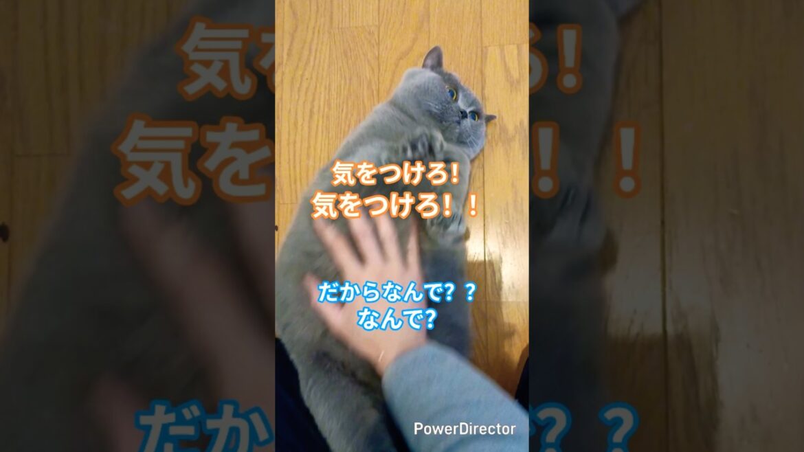 ブリティッシュショートヘアからの大事な話#shorts #cat #猫のいる暮らし #猫好きさんと繋がりたい #保護猫#ブリティッシュショートヘア