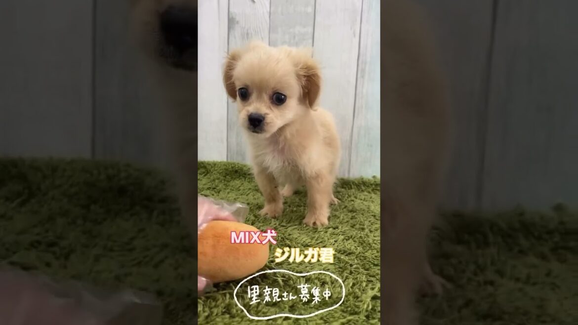MIX犬（ペキニーズ×トイプードル）のジルガ君の里親さん募集中です✨