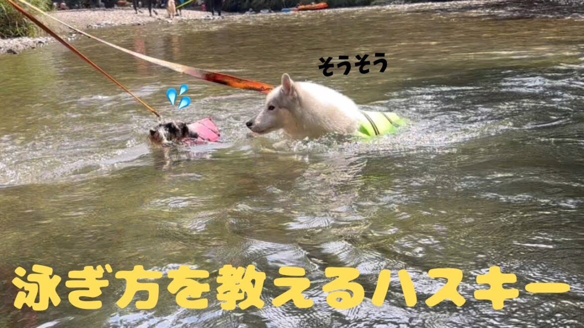 ミニチュアシュナウザーに泳ぎを教え、応援するハスキーに感動