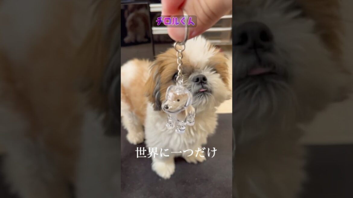 ペットの想い出キーホルダー ペットの想い出キーホルダー