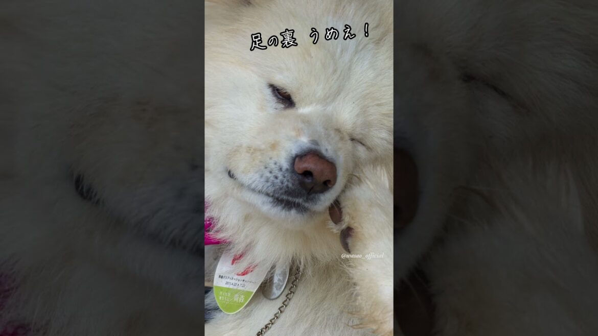 08/25 (2013)の #わさお #snapshotsong