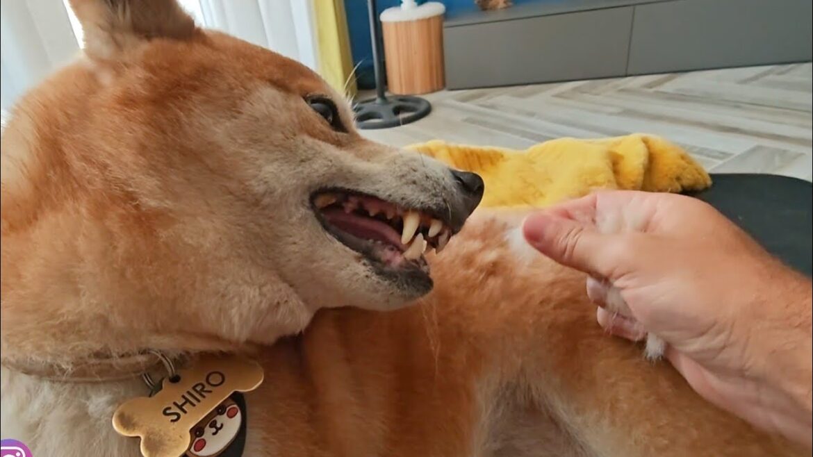 シロにとっては毛抜きの季節ですが、言うまでもなく彼はそれを楽しんでいません 😅😅