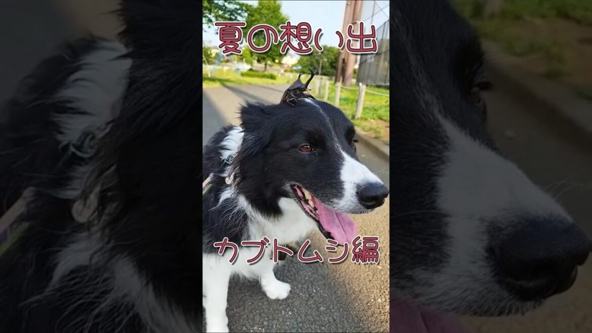 夏の想い出♪カブトムシ編😁　 #ボーダーコリー #散歩 #犬のいる生活 #お散歩 #shorts s