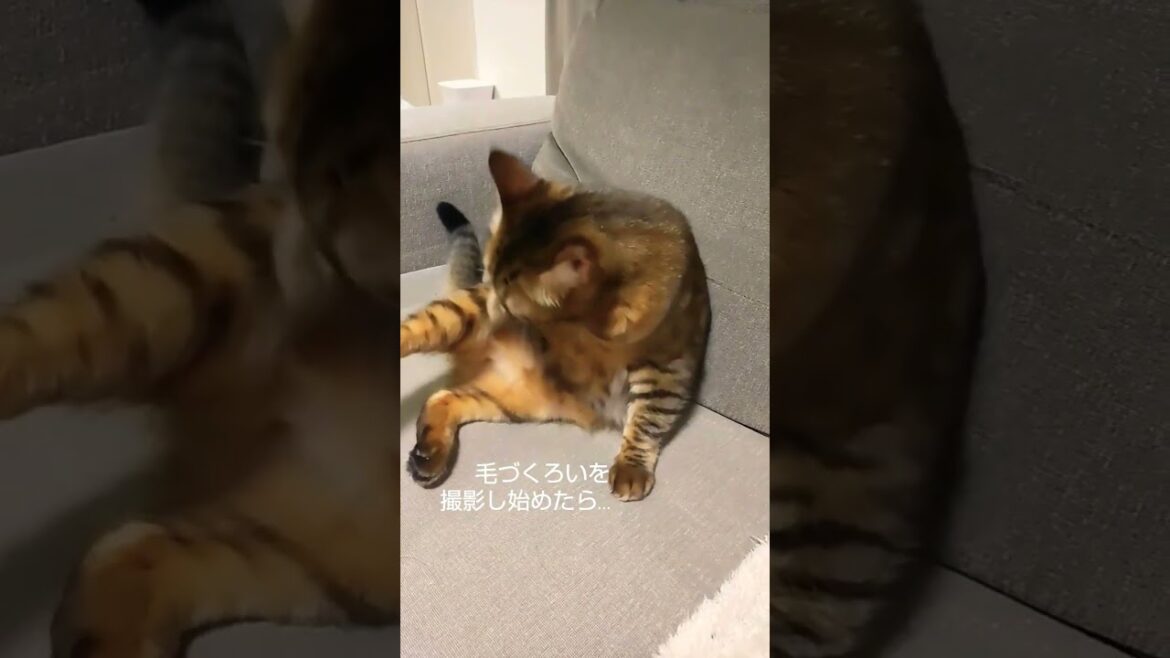 ソファーでリラックス　#cat #catlovers #猫のいる暮らし