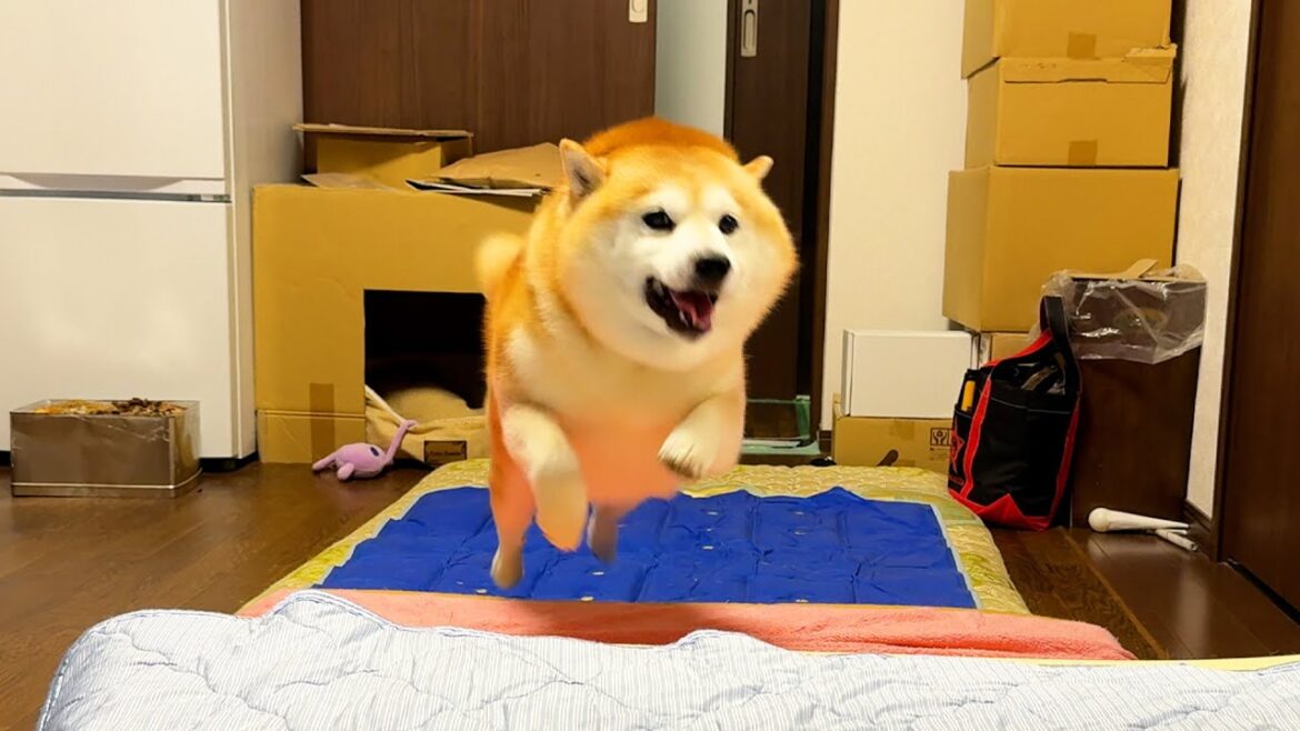 この勢いで近づいてきておいて、挨拶はそこそこで済ませる柴犬