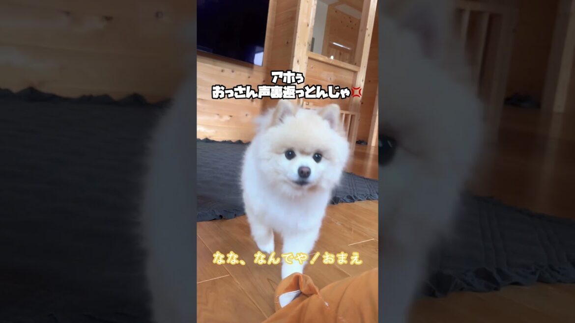 突然「文句」言ってくるポメラニアンだいふくがヤバいwww #pomeranian #おもしろ犬動画 #文句言う犬#癒し犬