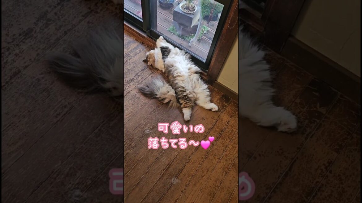 この姿 癒されます💕 #shorts