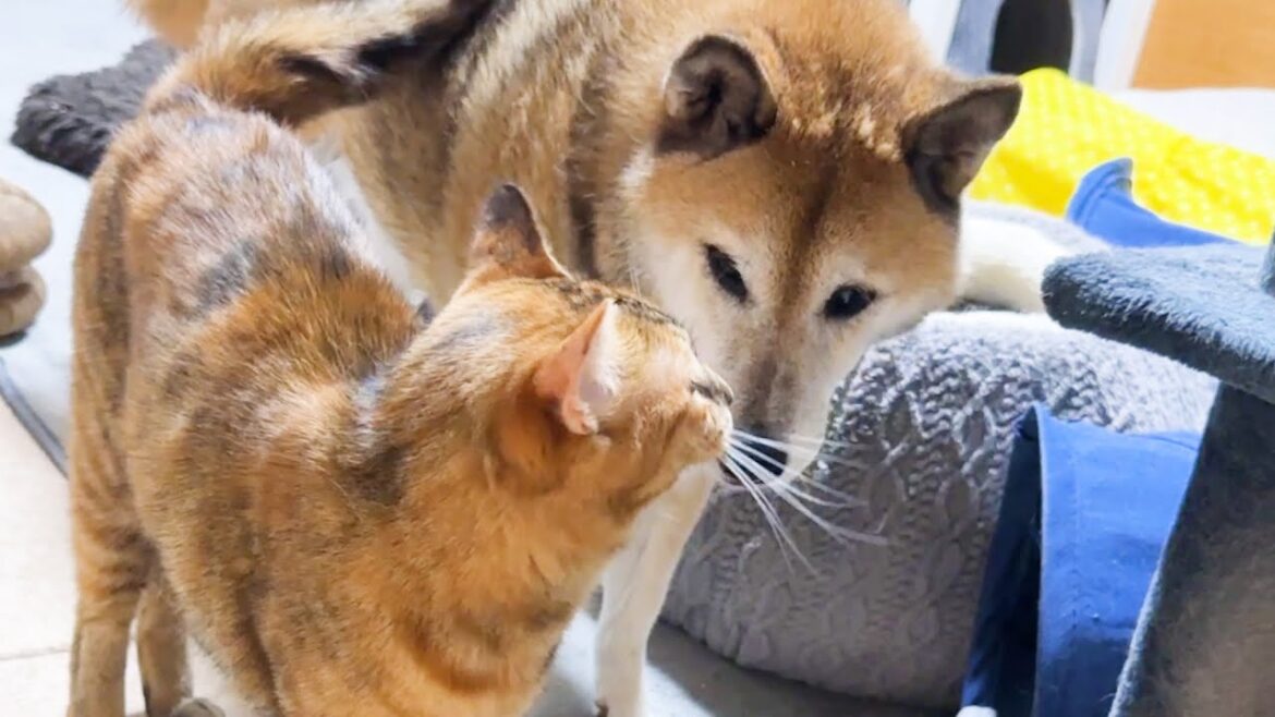 不器用な末っ子猫を気に掛ける柴犬に喜びを隠せない姿が可愛いすぎます