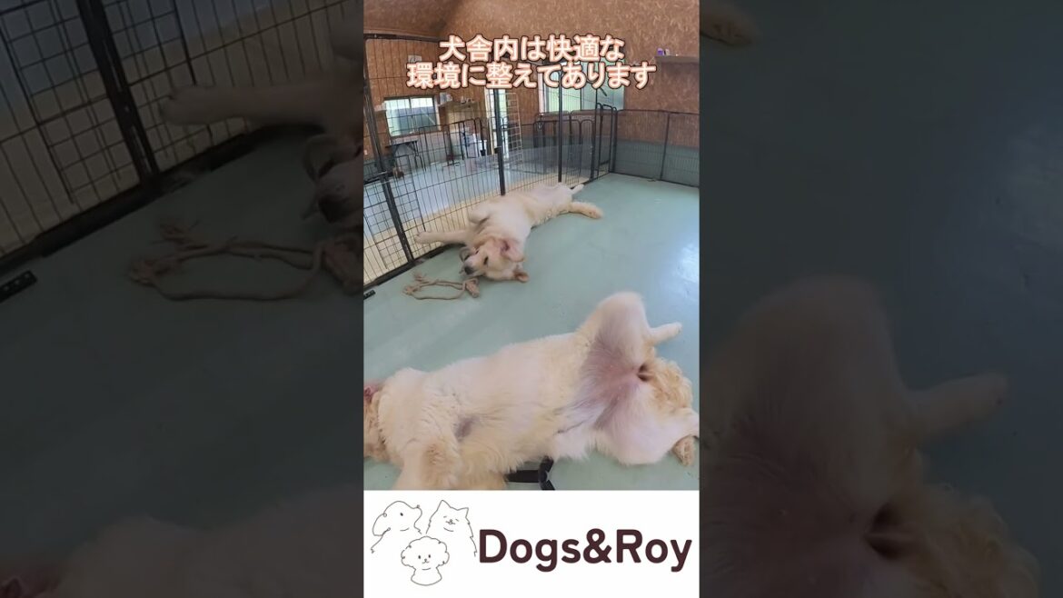 【ブリーダー】犬舎で無防備になるデカわんこ #パピー #サモエド #ゴールデンレトリバー #赤ちゃん #ブリーダー #子犬 #京都 #美山 #南丹市 【ブリーダー】犬舎で無防備になるデカわんこ #パピー #サモエド #ゴールデンレトリバー #赤ちゃん #ブリーダー #子犬 #京都 #美山 #南丹市