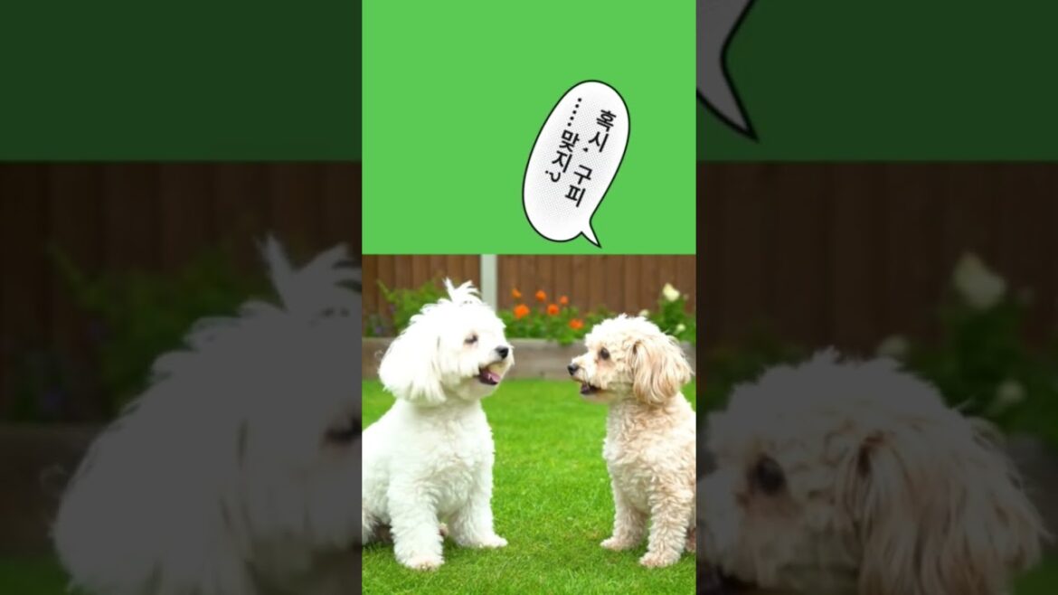 두 발 걷기 퀴즈 #puppy #maltipoo #cute #toypoodle #강아지