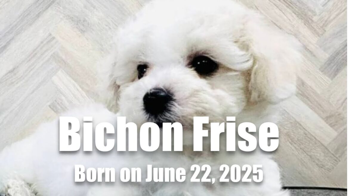 【Pet shop YAMAMOTO】ビション・フリーゼ♀2025/06/22