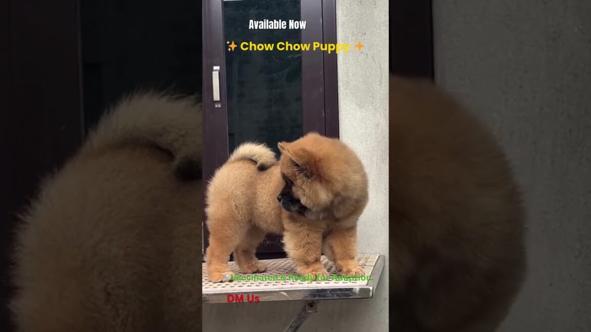 Cutest Chow Chow Ever #ChowChow #CutestChow #FluffyPuppy #DogShorts #CutenessOverload #PuppyLove